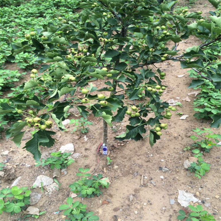 甘肅天水甜紅籽山楂苗種植基地，