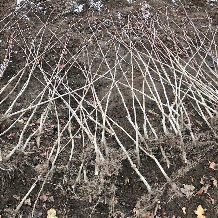 石家莊鹿泉適合山地種植的大金星山楂苗 