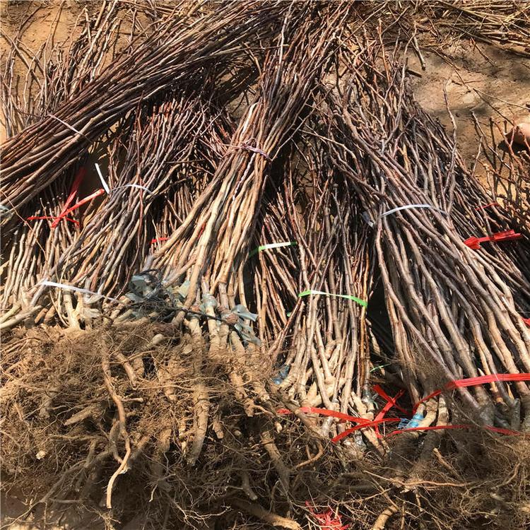 石家莊鹿泉適合山地種植的大金星山楂苗 