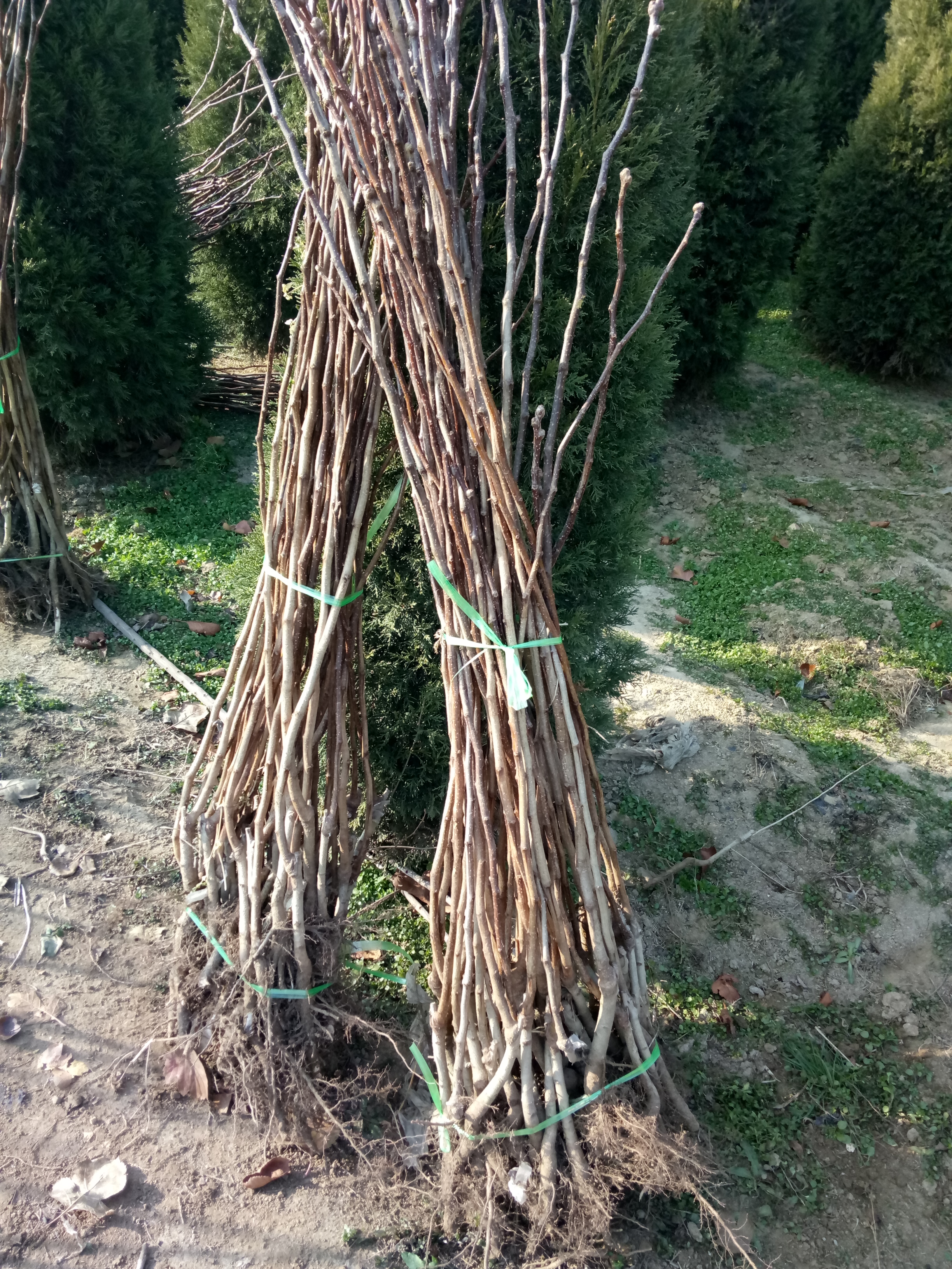 石家莊鹿泉適合山地種植的大金星山楂苗 
