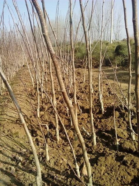 陜西延安廠家山楂苗山楂苗報(bào)價(jià)低