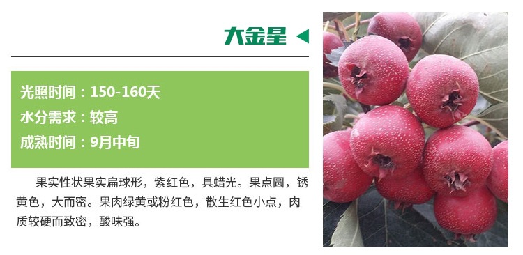 山東菏澤嫁接山楂苗，山楂苗新價格