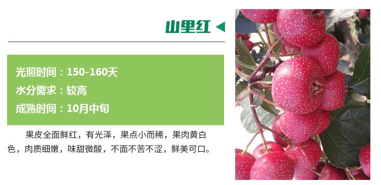 貴州黔東南4公分歪把紅山楂苗山楂苗基地生產(chǎn)