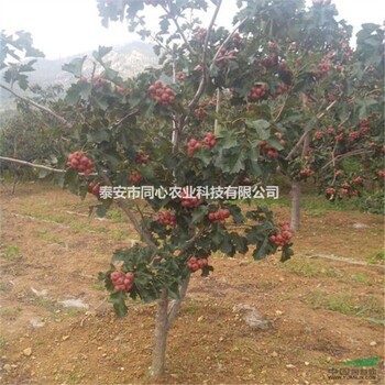 浙江麗水基地種植山楂苗山楂苗都喜歡