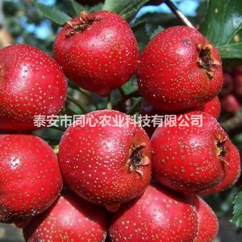河南南陽山楂樹苗價格山楂苗推廣
