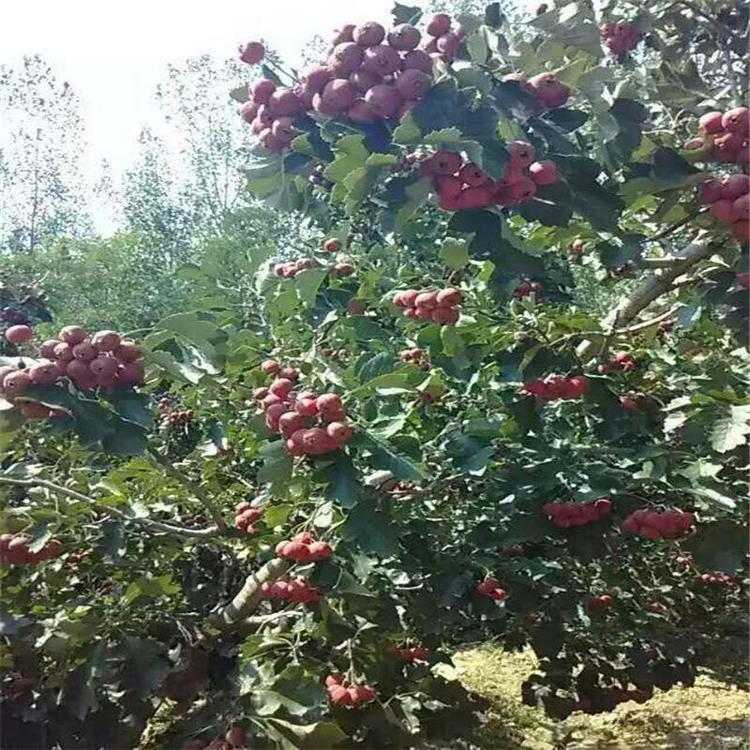廣西河池山楂苗基地指導(dǎo)管理 
