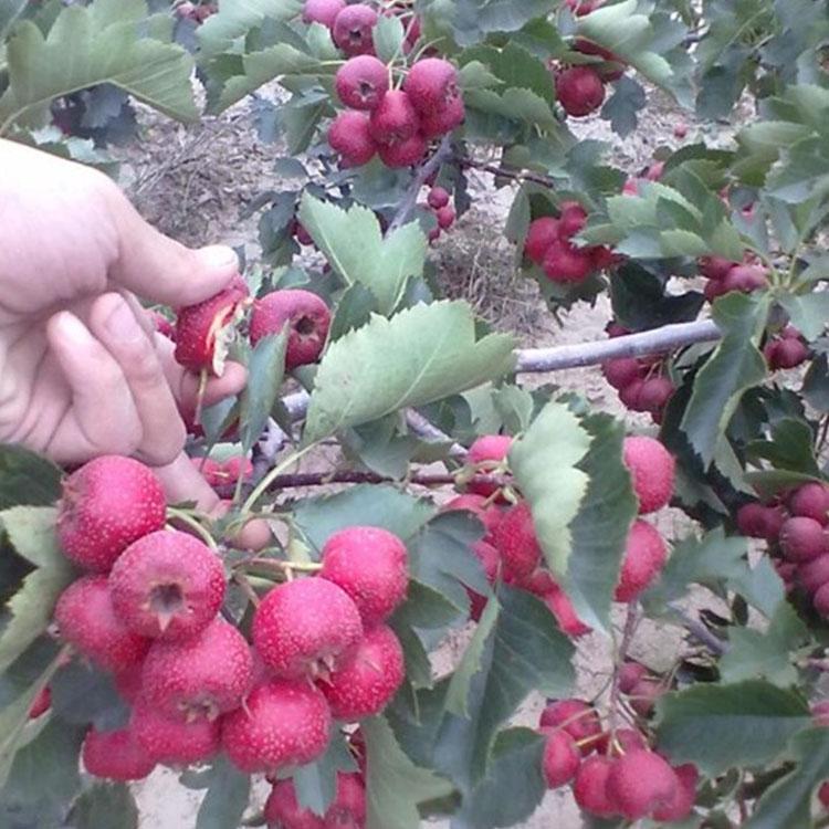 南昌進(jìn)賢3厘米超金星山楂苗指導(dǎo)技術(shù) 
