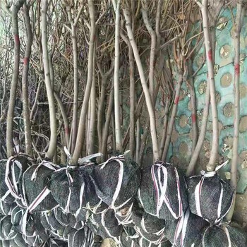 湖北荊州柿樹苗新品種兩年柿子樹苗