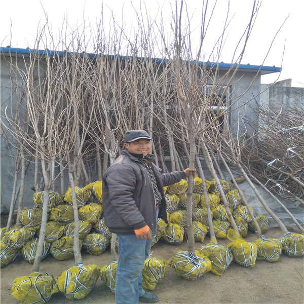 重庆万州2公分柿子苗出售柿子苗产量高