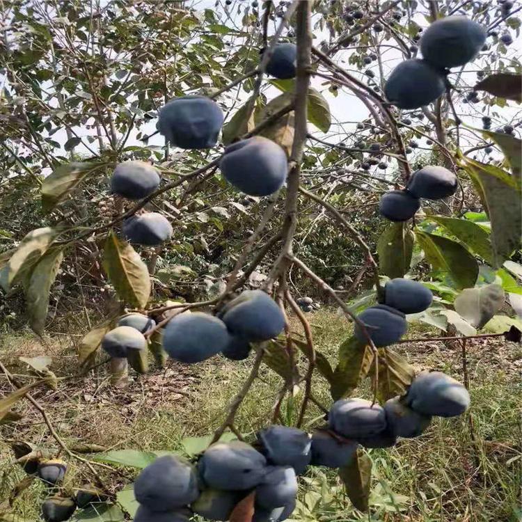 貴州安順胎里紅柿子苗柿子苗根系發(fā)達(dá)