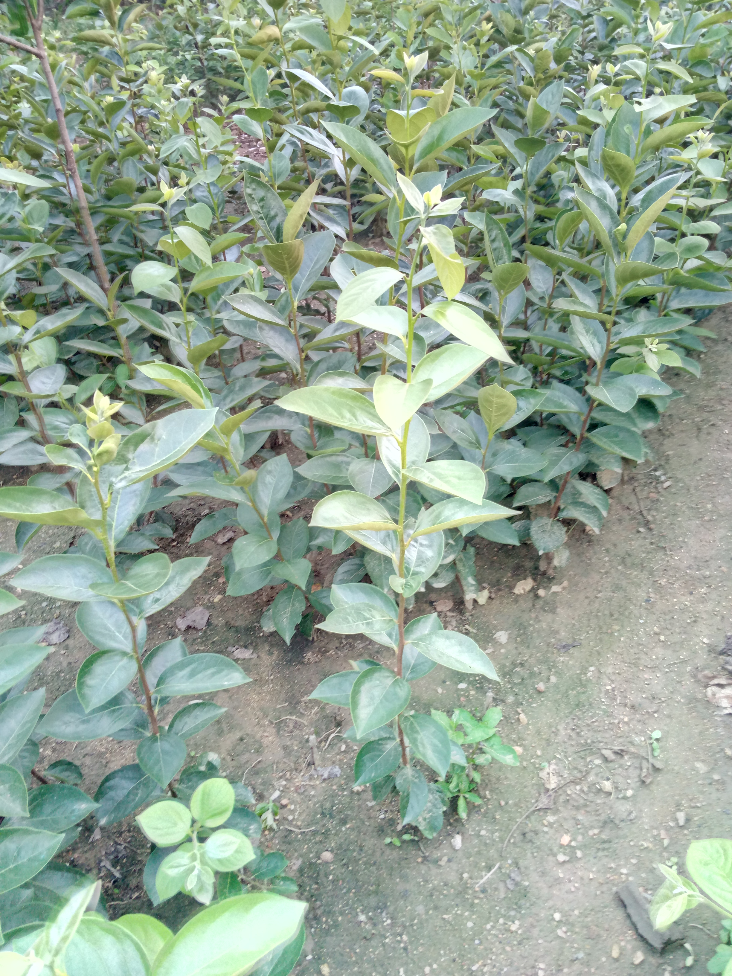貴州遵義牛心柿子苗價(jià)格 柿子苗個(gè)大味甜