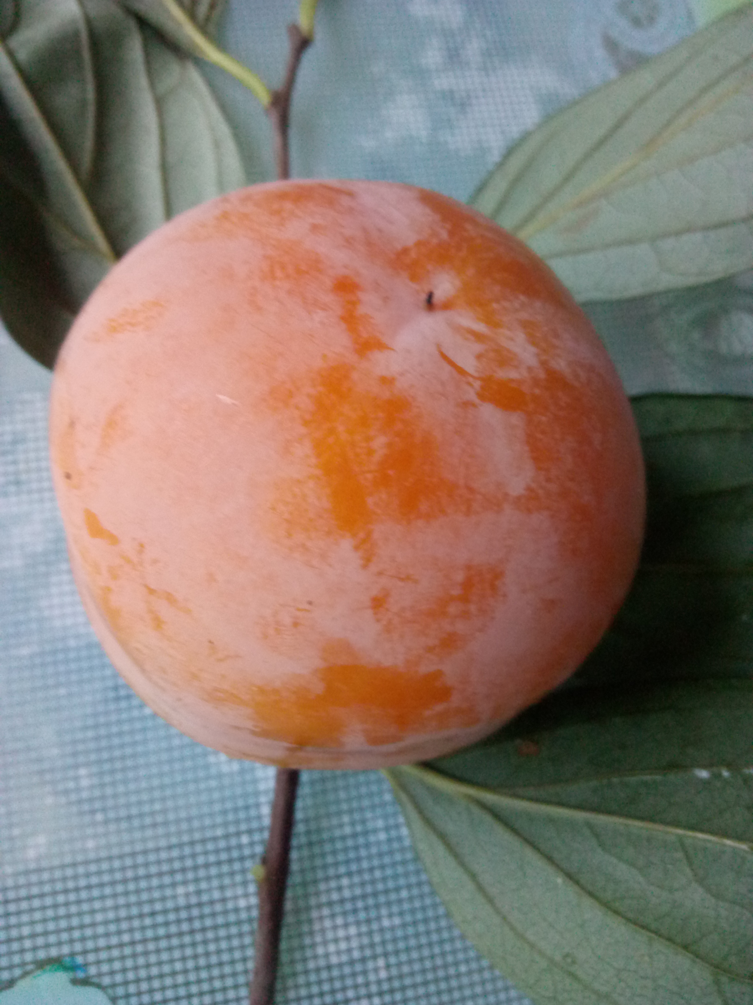 安徽蚌埠兩年柿子樹苗柿子苗注意事項(xiàng)
