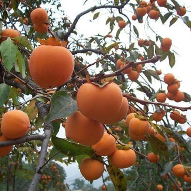 種植要點(diǎn)柿子苗柿子苗幾月份嫁接 