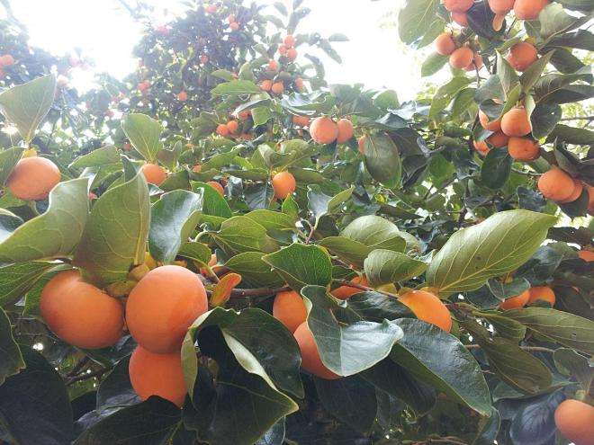 甘肅嘉峪關柿子苗批發(fā)價格柿子苗種植要點
