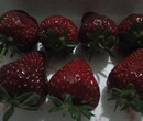 安徽铜陵草莓苗放心选好苗红颜草莓苗基地图片
