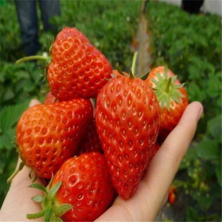 吉林辽源草莓苗批发商红颜草莓苗价格 