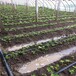 广西梧州草莓苗基地量大质优