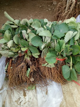 四川資陽(yáng)草莓苗放心苗脫毒草莓苗成活率高