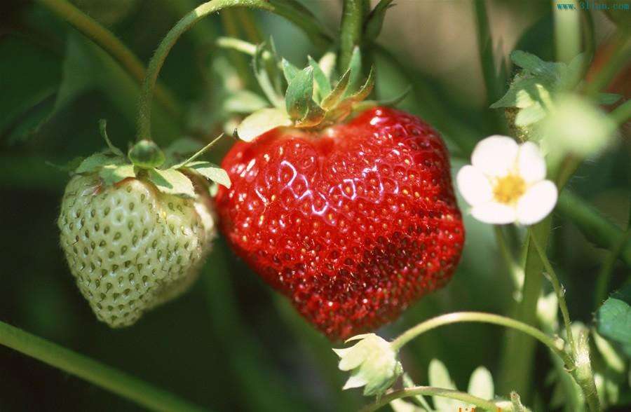 焦作山阳区甜宝草莓苗草莓苗批发零售