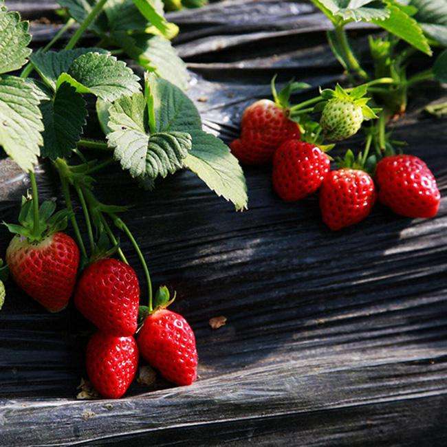 宜宾翠屏区桃熏草莓苗推广品种
