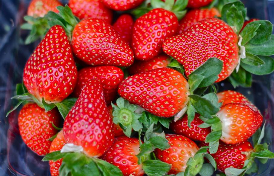 四川达州草莓苗量大质优丰香 甜宝草莓苗