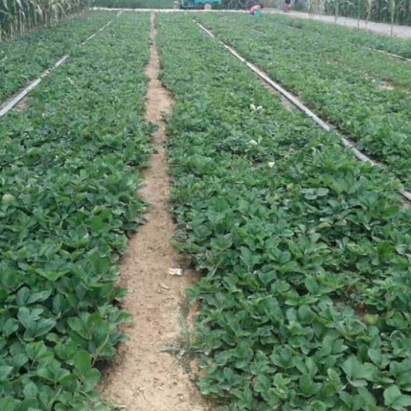 宜宾翠屏区桃熏草莓苗推广品种