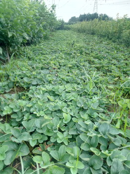 甘肅臨夏草莓苗量大質(zhì)優(yōu)四季草莓苗