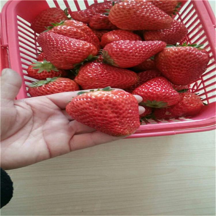 焦作中站区丹红草莓苗草莓苗培育基地