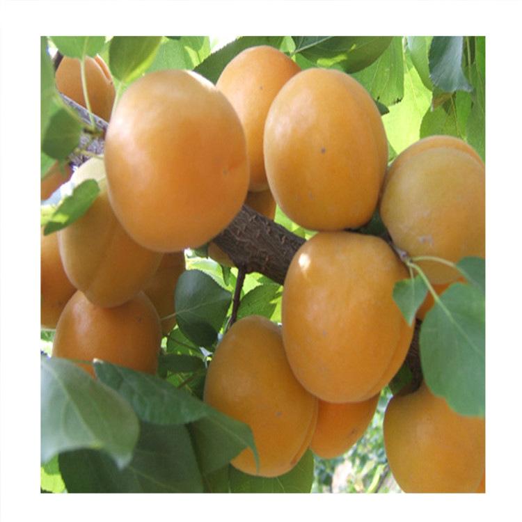 3公分杏树苗南北方种植杏树苗