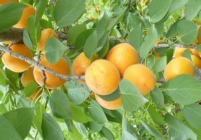廣西柳州杏苗移栽時(shí)間杏樹苗品種