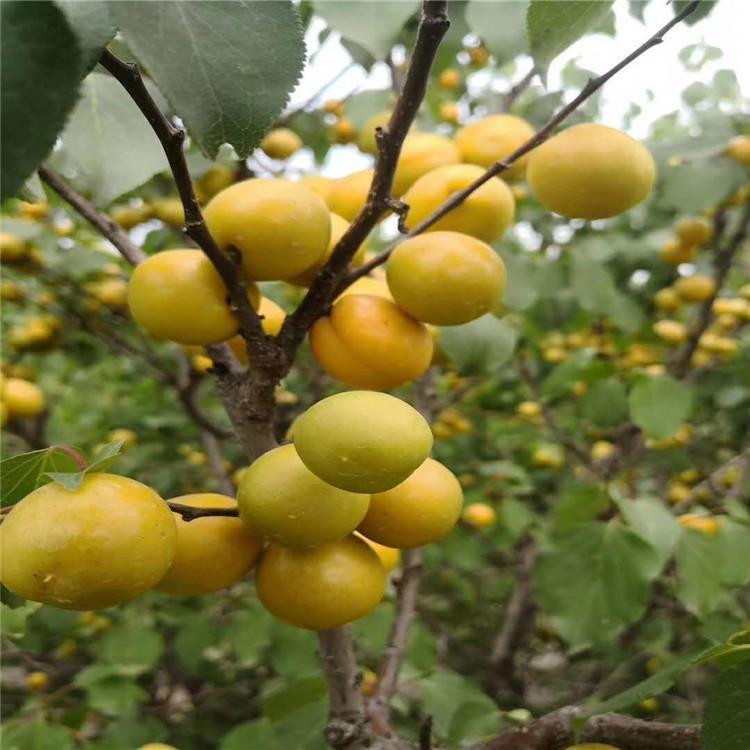 甘肅白銀金太陽杏苗種植杏樹苗包結(jié)果