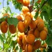 广西柳州杏苗移栽时间杏树苗品种