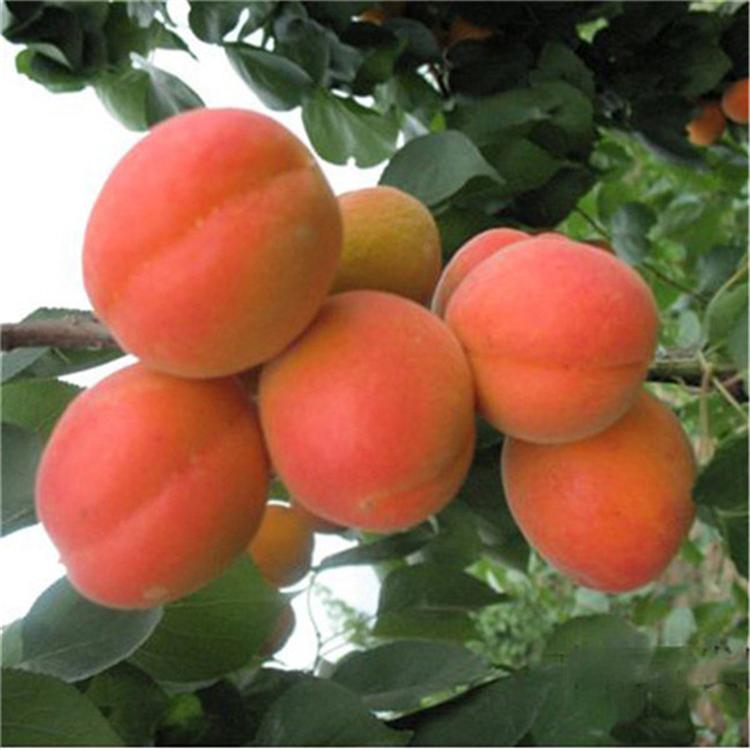 3公分杏树苗南北方种植杏树苗