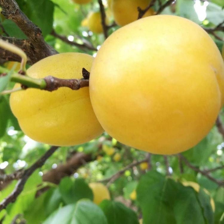 杏树苗新品种介绍批发商红杏树苗批发价格 