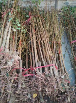福建三明珍珠油杏樹苗價(jià)格杏樹苗當(dāng)年結(jié)果
