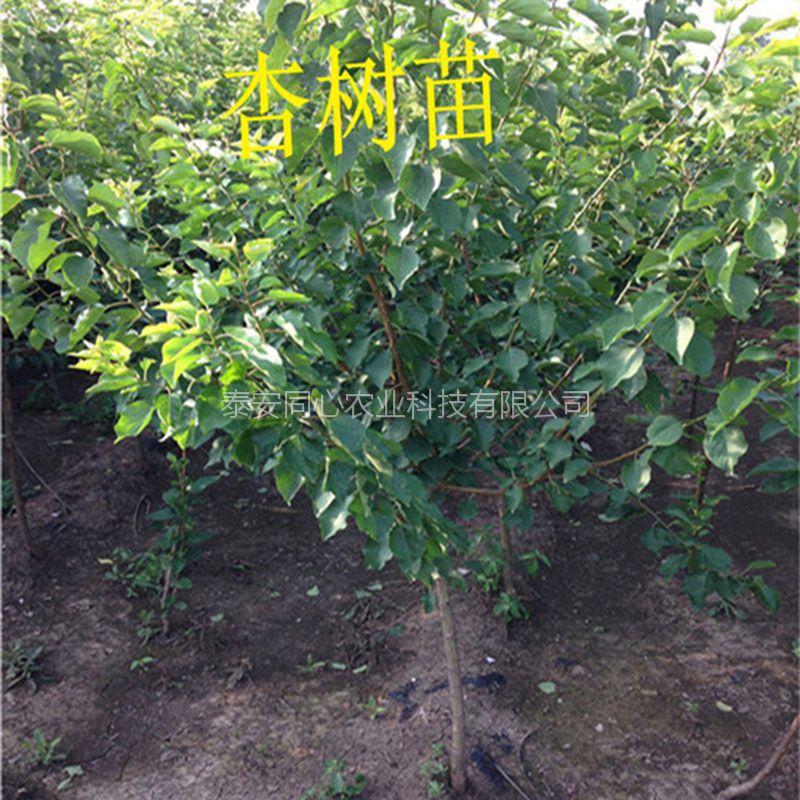 新疆烏魯木齊杏苗移栽時間杏樹苗批發(fā)價格