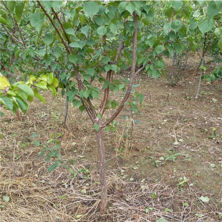 廣西柳州杏苗移栽時(shí)間杏樹苗品種