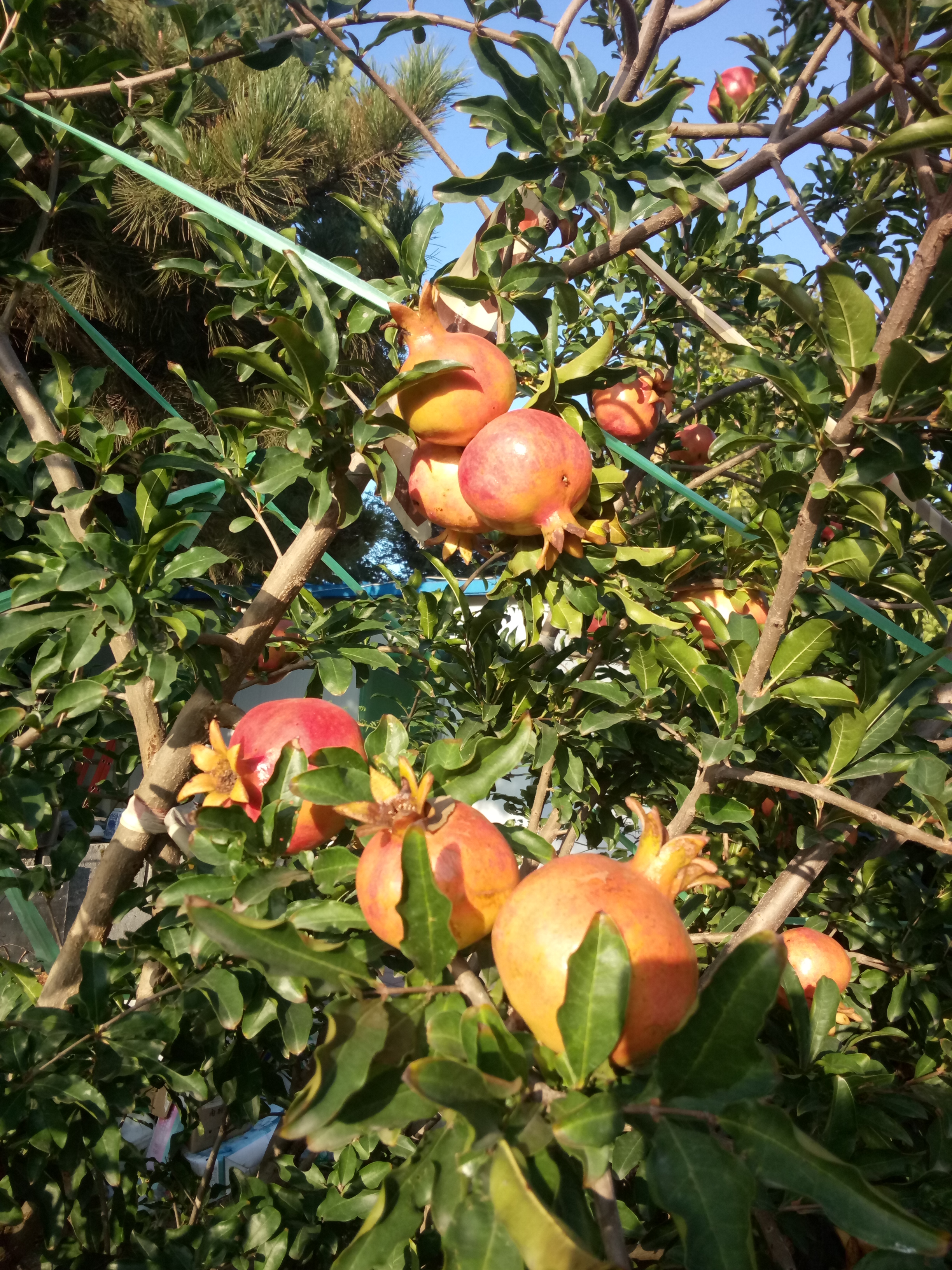 個(gè)大味甜石榴苗4公分石榴樹苗