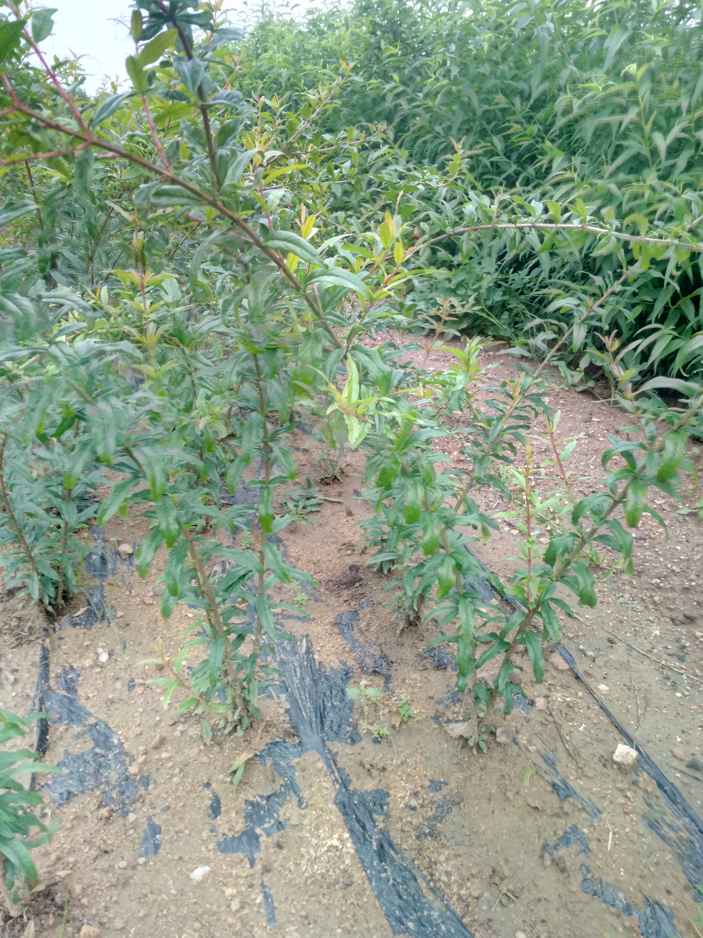 重慶奉節牡丹花石榴苗 石榴苗基地