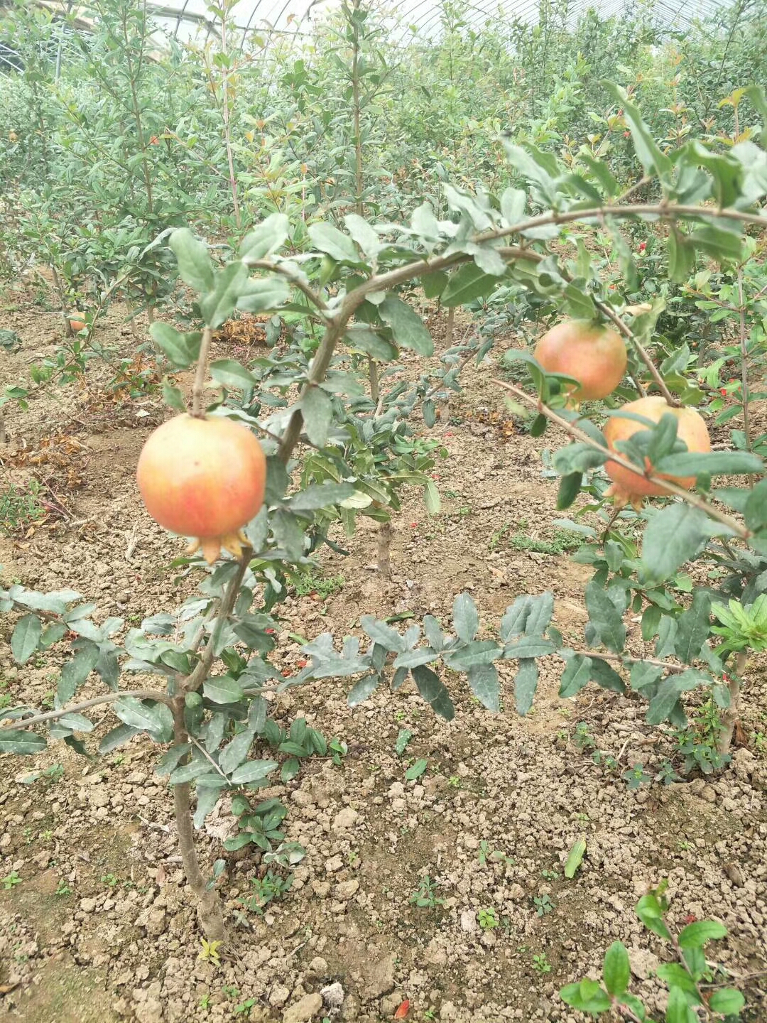 重慶奉節牡丹花石榴苗 石榴苗基地