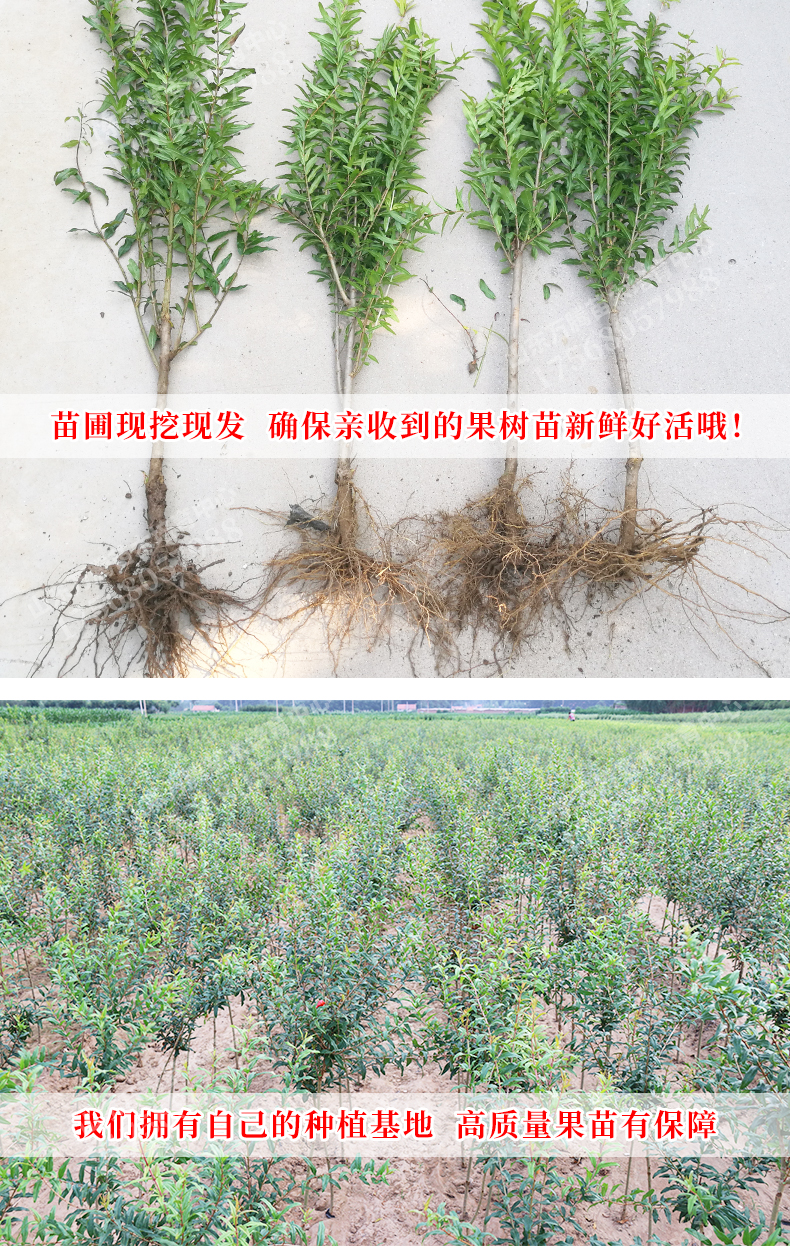 基地現(xiàn)挖現(xiàn)賣石榴苗新品種石榴苗