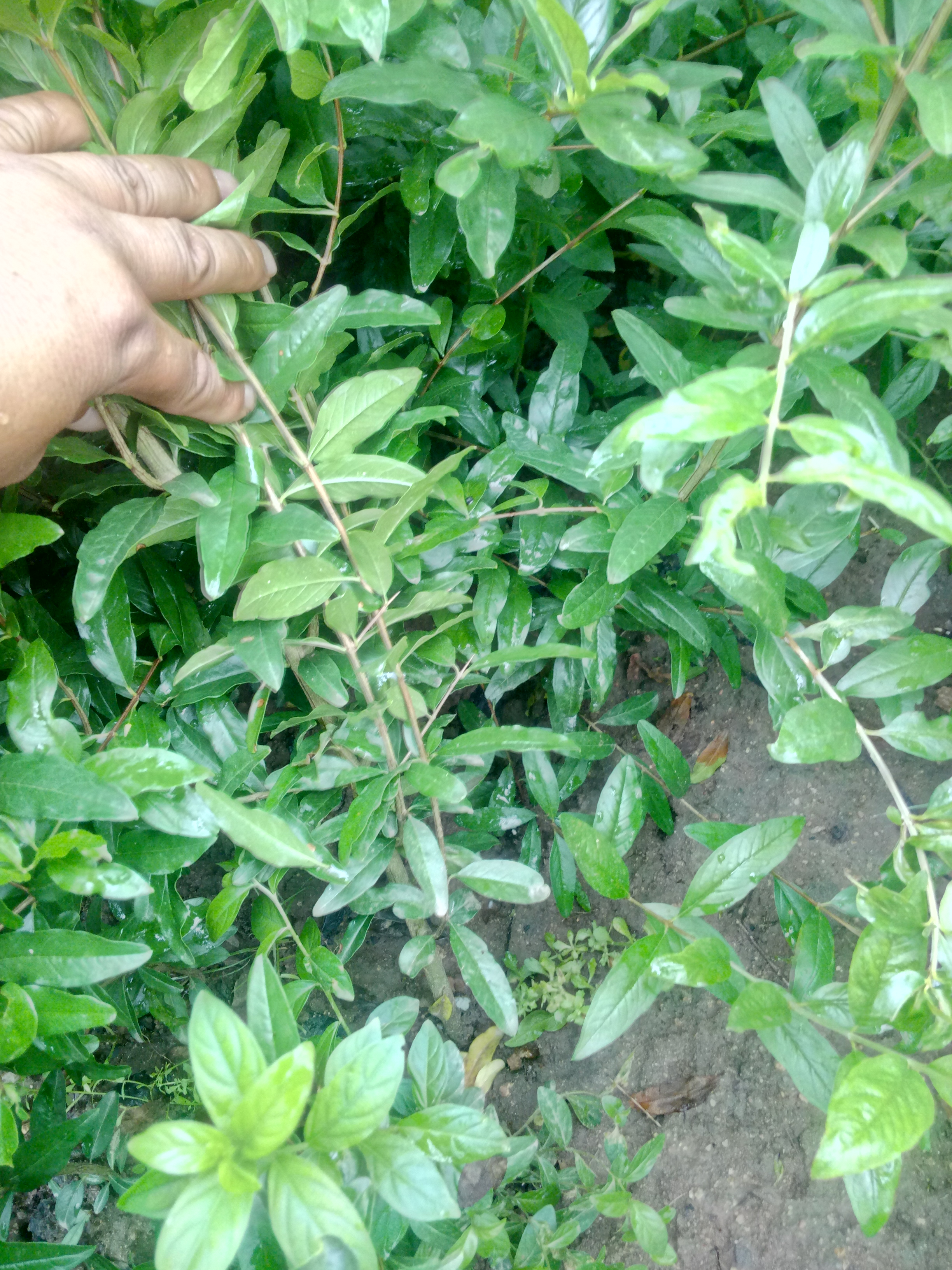 個(gè)大味甜石榴苗4公分石榴樹苗