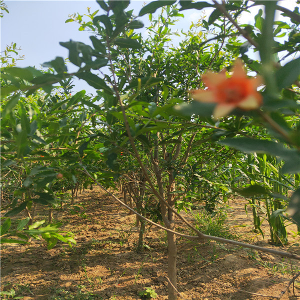 個(gè)大味甜石榴苗4公分石榴樹苗