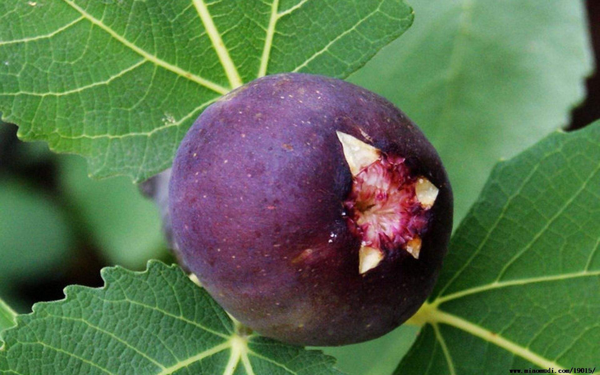 介绍无花果苗种植技术中农红无花果树苗