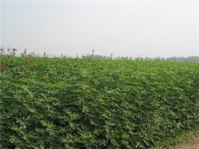 布蘭瑞克無花果苗介紹、比爾無花果苗