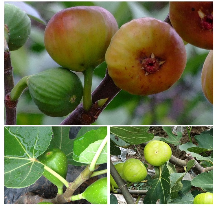 布兰瑞克无花果苗介绍、金傲芬无花果苗