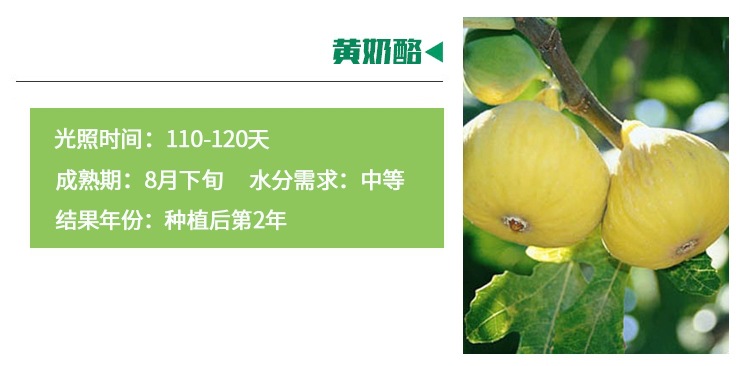重慶云陽(yáng)加州黑無(wú)花果苗無(wú)花果苗價(jià)格優(yōu)惠 
