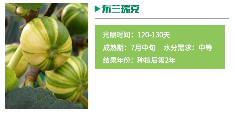 波姬紅無花果苗冬季管理布蘭瑞克無花果苗