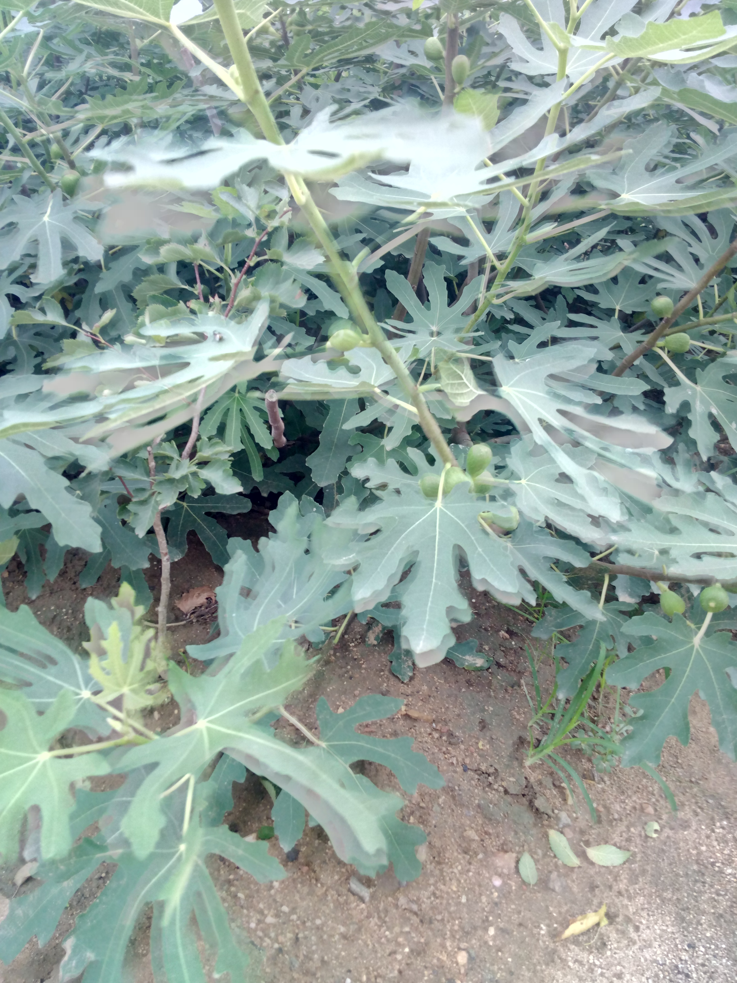 波姬紅無花果苗冬季管理布蘭瑞克無花果苗