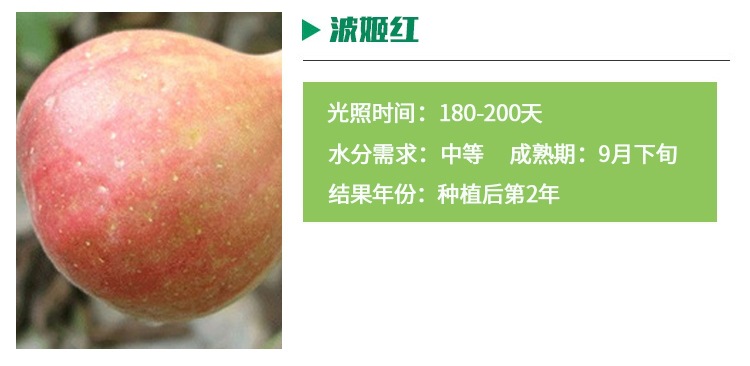 布蘭瑞克無花果苗介紹、比爾無花果苗